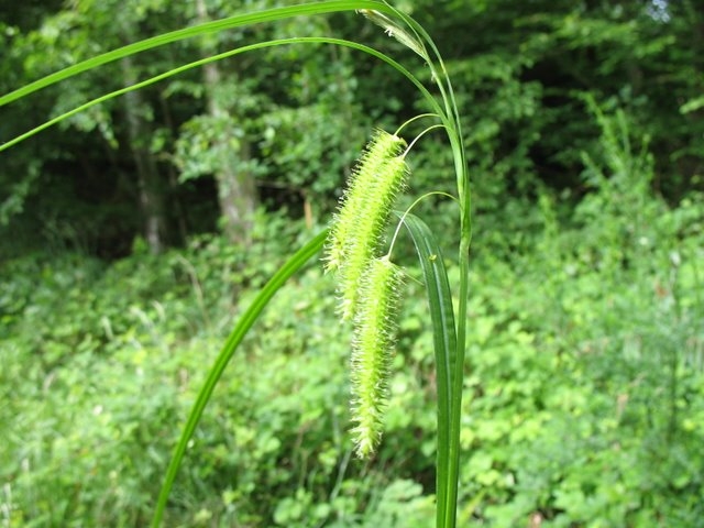 Carex pseudocyperus 001